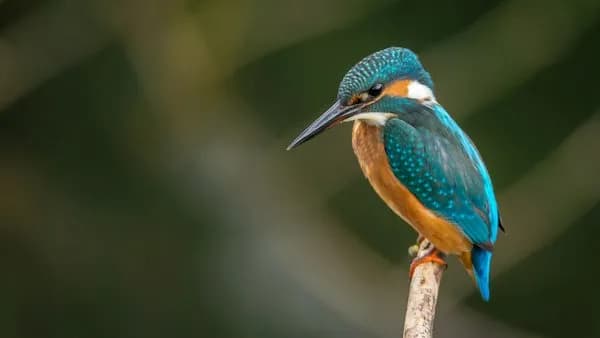 Common Birds - English to Bengali Vocabulary Words