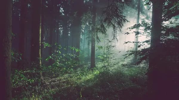 Trees & Plants - English to Bengali Vocabulary Words