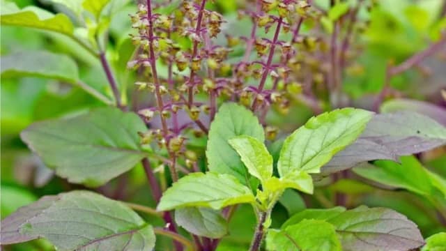 Basil visual illustration - Meaning in German (Basilikum)