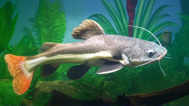 Catfish visual illustration - Meaning in Italian (pesce gatto)
