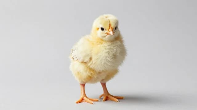 Chicken visual illustration - Meaning in Bengali (মুরগি)