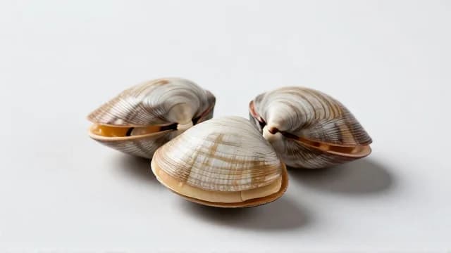 Clam visual illustration - Meaning in German (Muschel)