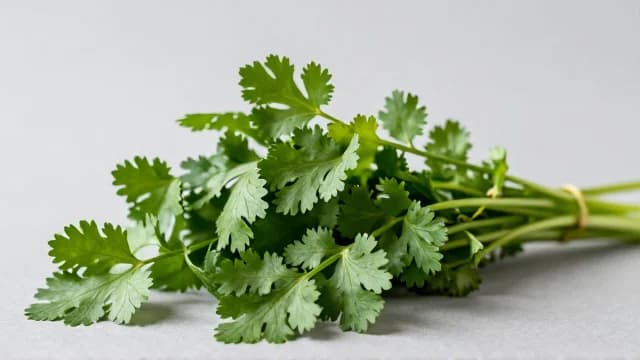 Coriander visual illustration - Meaning in Turkish (kişniş)