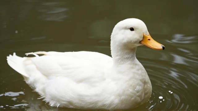 Duck visual illustration - Meaning in Bengali (হাঁস)