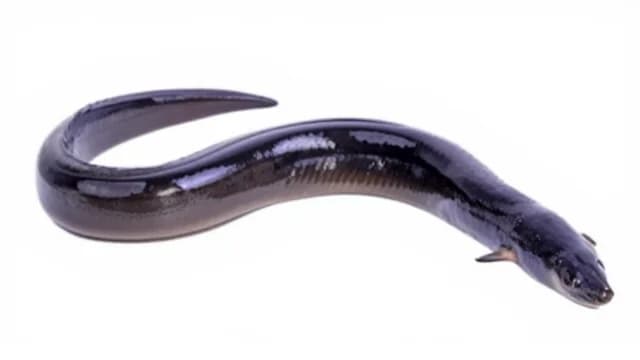 Eel visual illustration - Meaning in Russian (угорь)