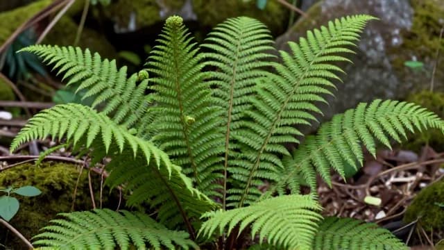Fern visual illustration - Meaning in Tamil (ஃபெர்ன்)