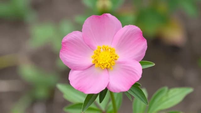 Flower visual illustration - Meaning in Italian (fiore)
