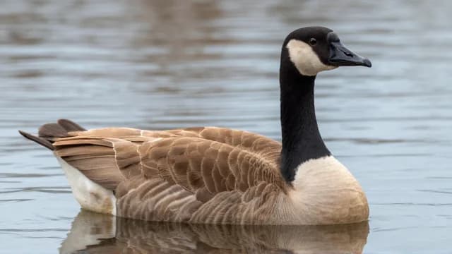 Goose visual illustration - Meaning in Urdu (ہنس)