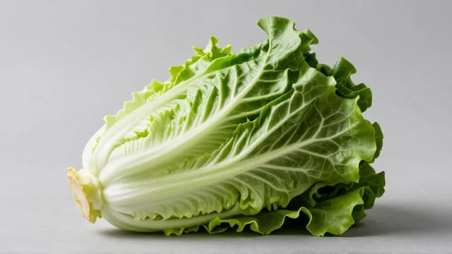 Lettuce visual illustration - Meaning in Japanese (レタス)