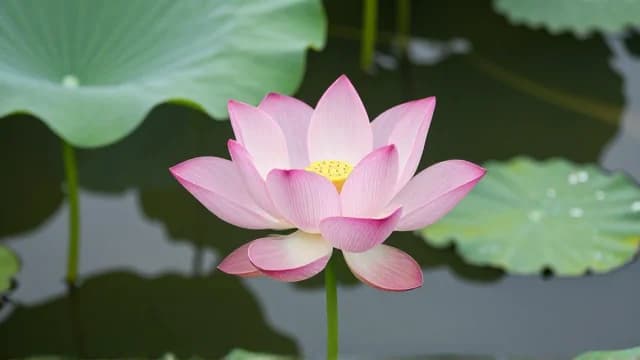 Lotus visual illustration - Meaning in Turkish (lotus)