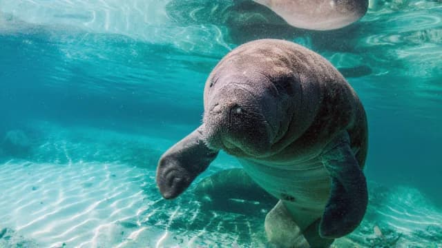 Manatee visual illustration - Meaning in Italian (lamantino)