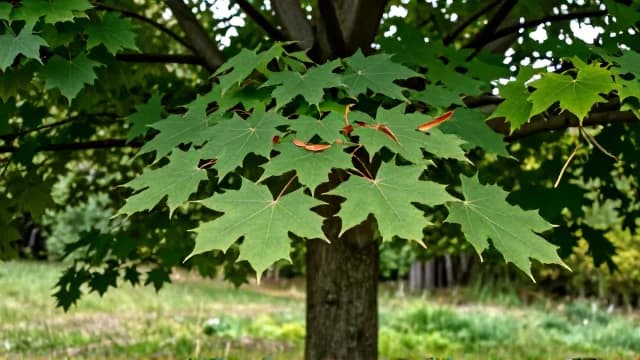 Maple visual illustration - Meaning in German (Ahorn)