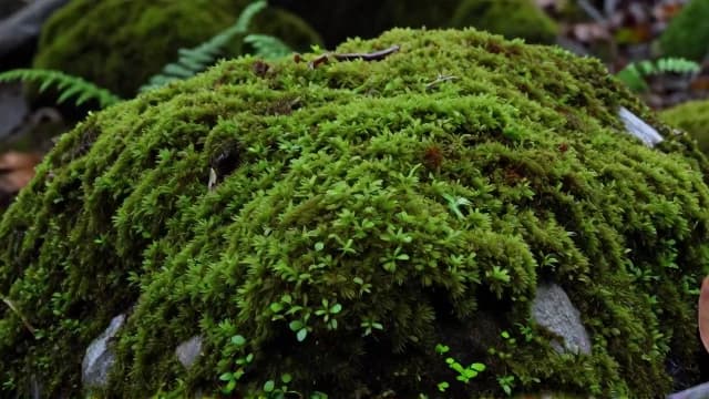 Moss visual illustration - Meaning in Japanese (コケ)