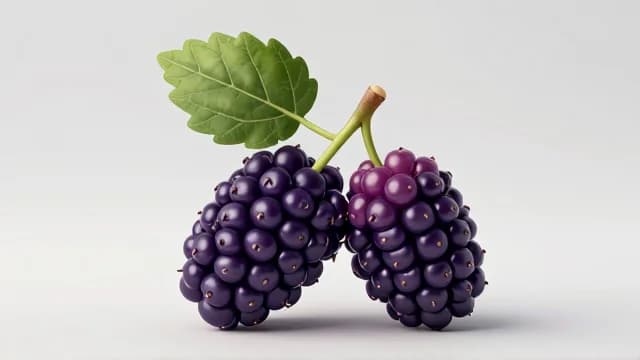 Mulberry visual illustration - Meaning in German (Maulbeere)