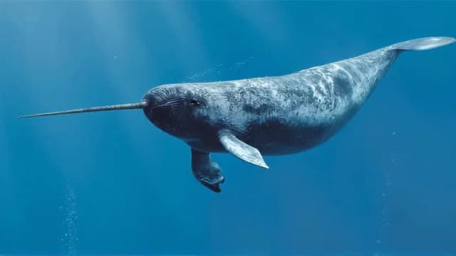 Narwhal visual illustration - Meaning in German (Narwal)