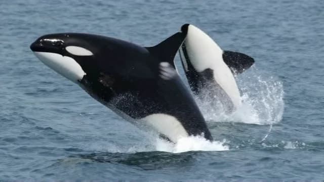 Orca visual illustration - Meaning in Turkish (orkinoz)