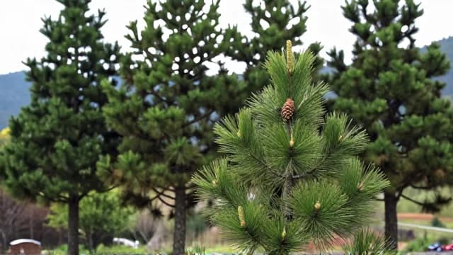 Pine visual illustration - Meaning in Hindi (चीड़)