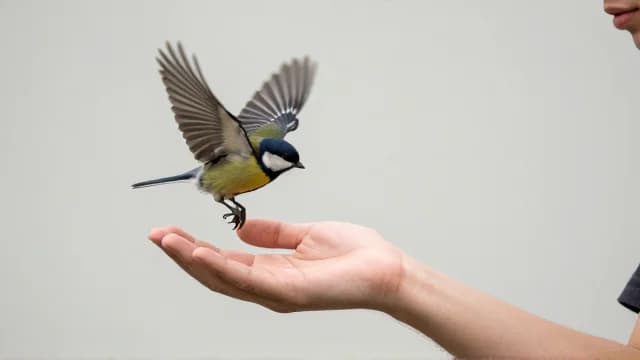 Release visual illustration - Meaning in Bengali (মুক্তি)