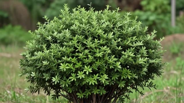 Shrub visual illustration - Meaning in Korean (관목)