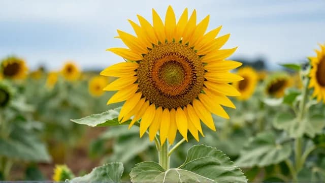 Sunflower visual illustration - Meaning in Japanese (ひまわり)