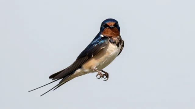Swallow visual illustration - Meaning in Korean (삼키다)
