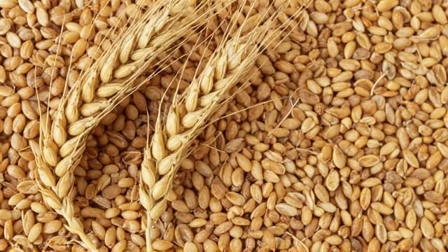 Wheat visual illustration - Meaning in German (Weizen)