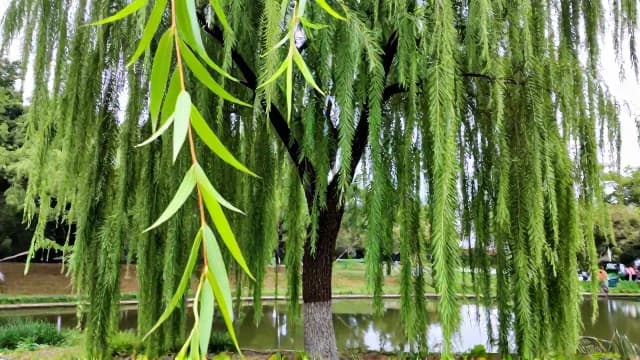 Willow visual illustration - Meaning in Tamil (வில்லோ)