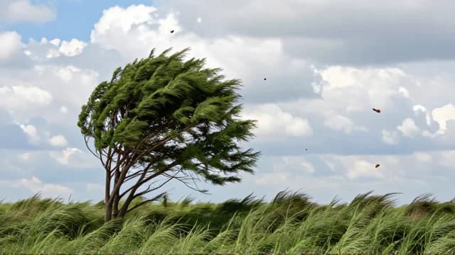 Windy visual illustration - Meaning in Arabic (عاصف)