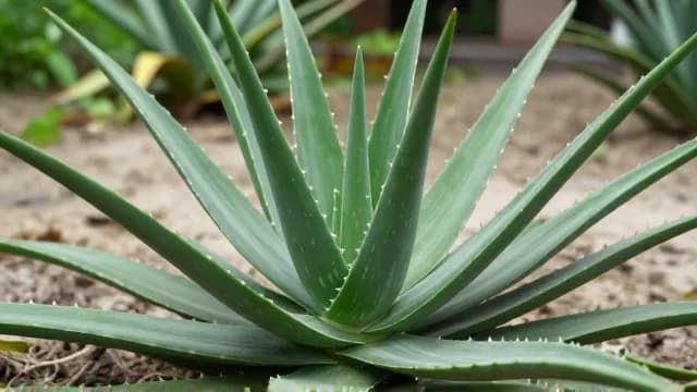 Aloe visual illustration - Meaning in Turkish (aloe)