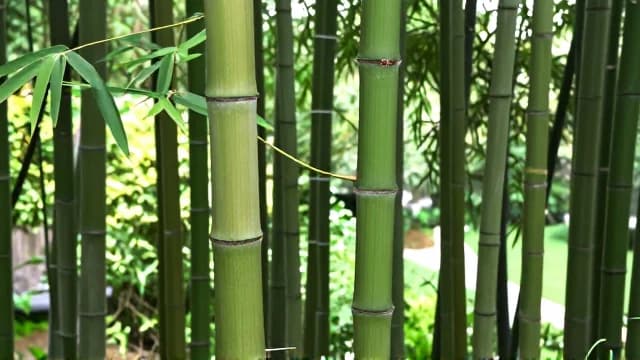 Bamboo visual illustration - Meaning in German (Bambus)