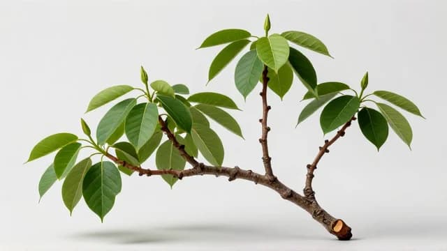 Branch visual illustration - Meaning in Italian (ramo)