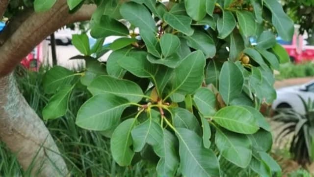 Ficus visual illustration - Meaning in Urdu (فِکس)