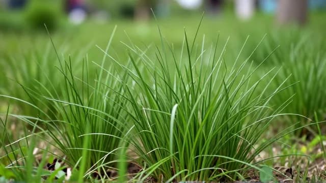 Grass visual illustration - Meaning in Japanese (草)