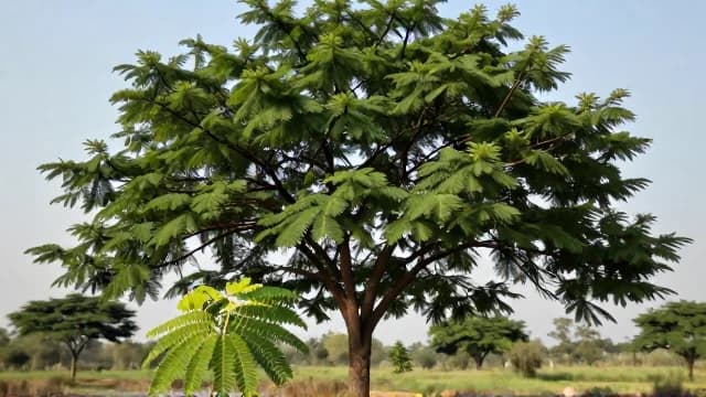 Neem visual illustration - Meaning in German (Neembaum)