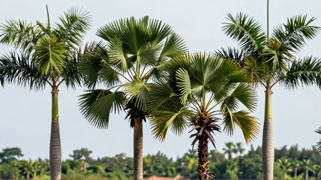 Palm visual illustration - Meaning in Korean (손바닥)