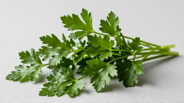 Parsley visual illustration - Meaning in Italian (prezzemolo)