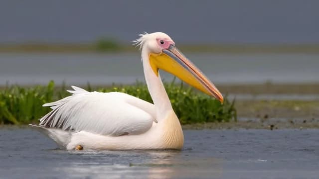 Pelican visual illustration - Meaning in Italian (pellicano)