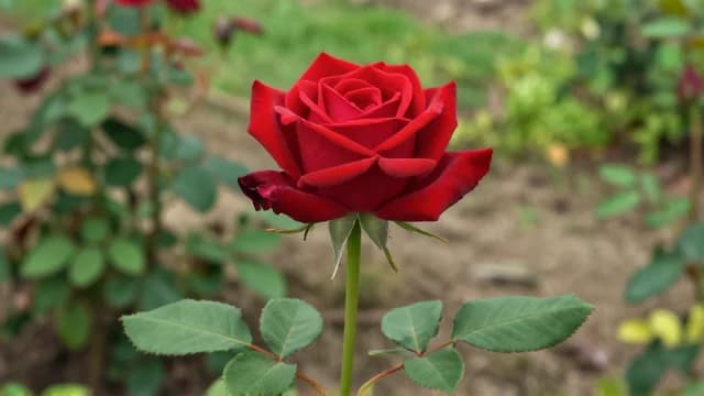 Rose visual illustration - Meaning in Italian (rosa)