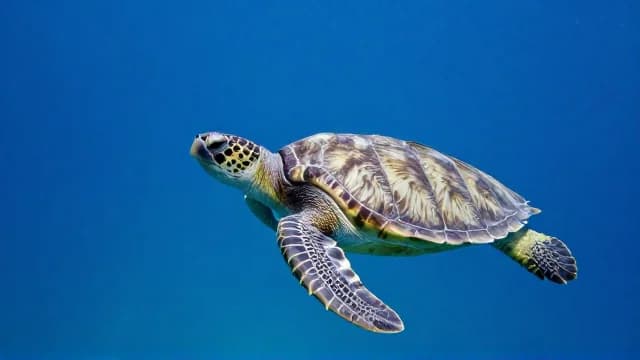 Seaturtle visual illustration - Meaning in German (Meeresschildkröte)