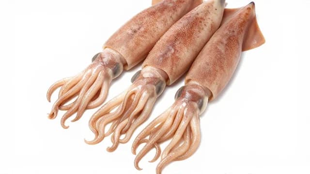 Squid visual illustration - Meaning in Indonesian (cumi-cumi)