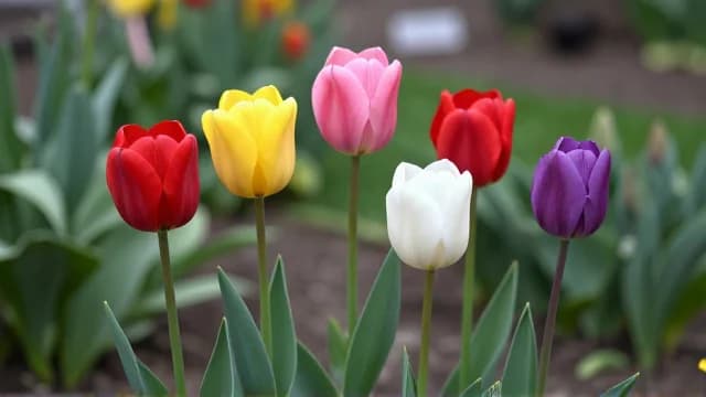 Tulip visual illustration - Meaning in German (Tulpe)