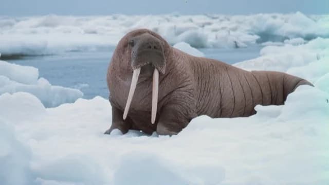 Walrus visual illustration - Meaning in Portuguese (morsa)
